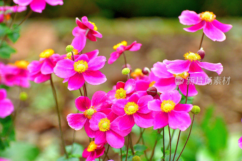 银莲花/日本银莲花花